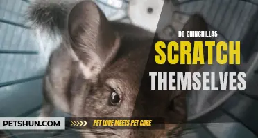 Exploring the Scratching Habits of Chinchillas