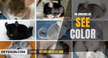 The Color Perception of Chinchillas and How It Impacts Their Environment