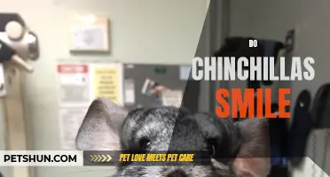 Why Do Chinchillas Smile and What It Means