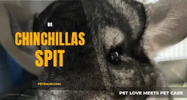 Why Do Chinchillas Spit? Understanding Their Unique Behavior