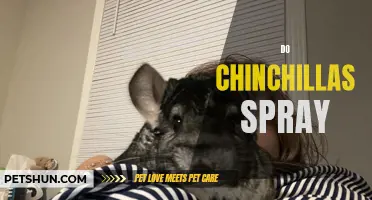 Understanding How and Why Chinchillas Spray: An In-Depth Guide