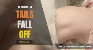 Why Chinchillas Tails Fall Off: A Comprehensive Guide
