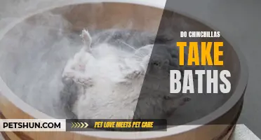 How to Properly Bathe a Chinchilla: Tips and Guidelines
