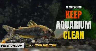 Why Cory Catfish Are the Best Cleaners for Your Aquarium