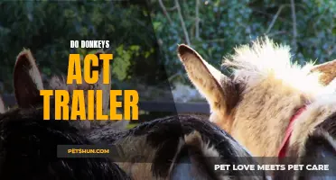 Unveiling the Intriguing Behavior of Donkeys: A Closer Look at How They Act in Trailers