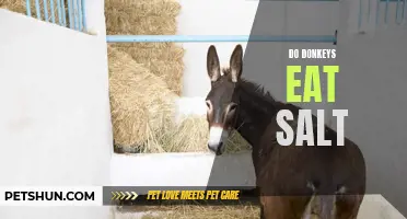 Why Do Donkeys Need Salt in Their Diet?
