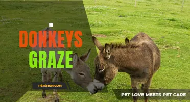 Donkeys: The Grazing Habits of These Humble Herbivores