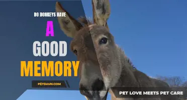 Are Donkeys Known for Their Impressive Memories?