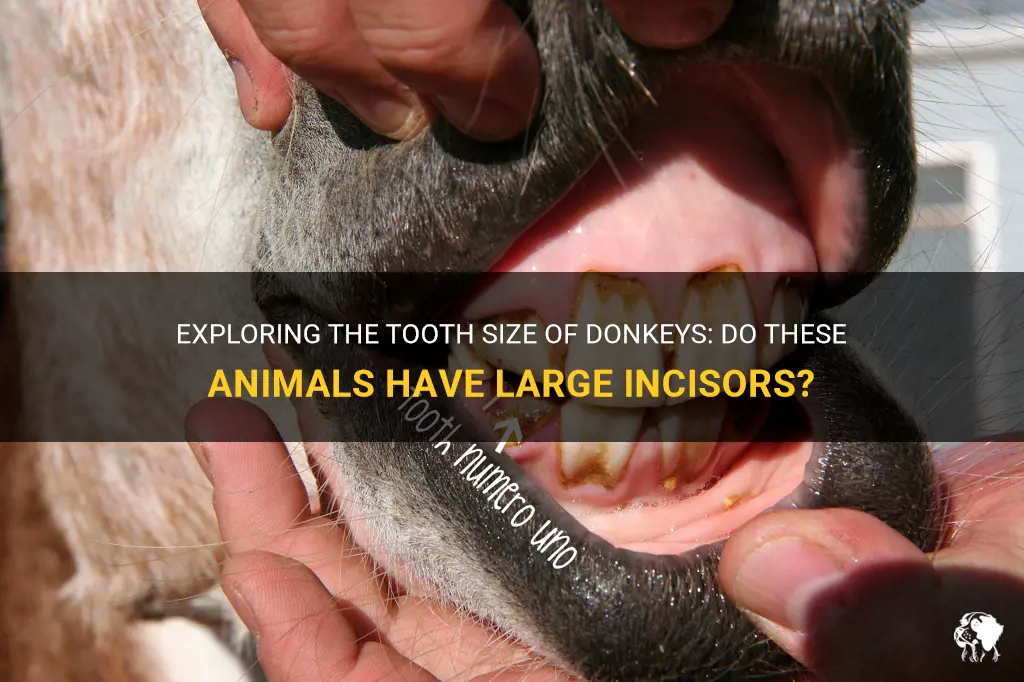 do donkeys have large incisors