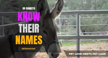 The Art of Naming: Do Donkeys Actually Know Their Names?