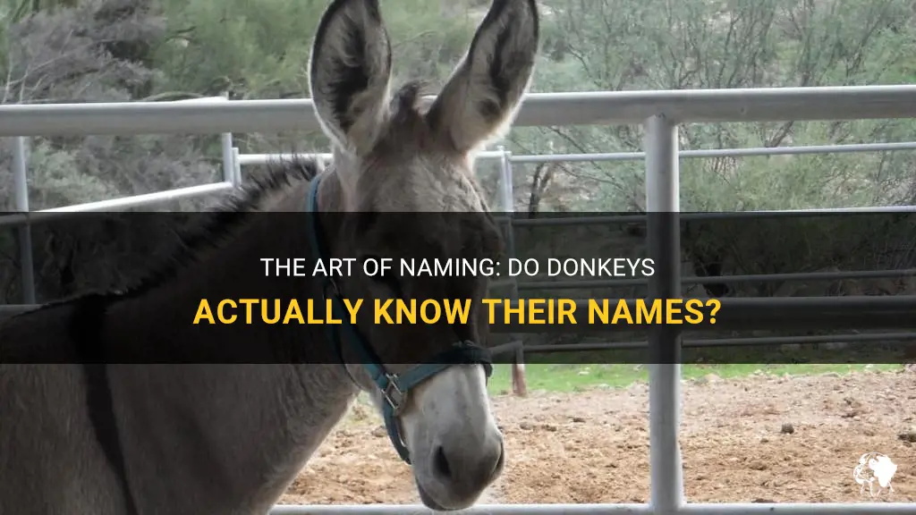 do donkeys know their names