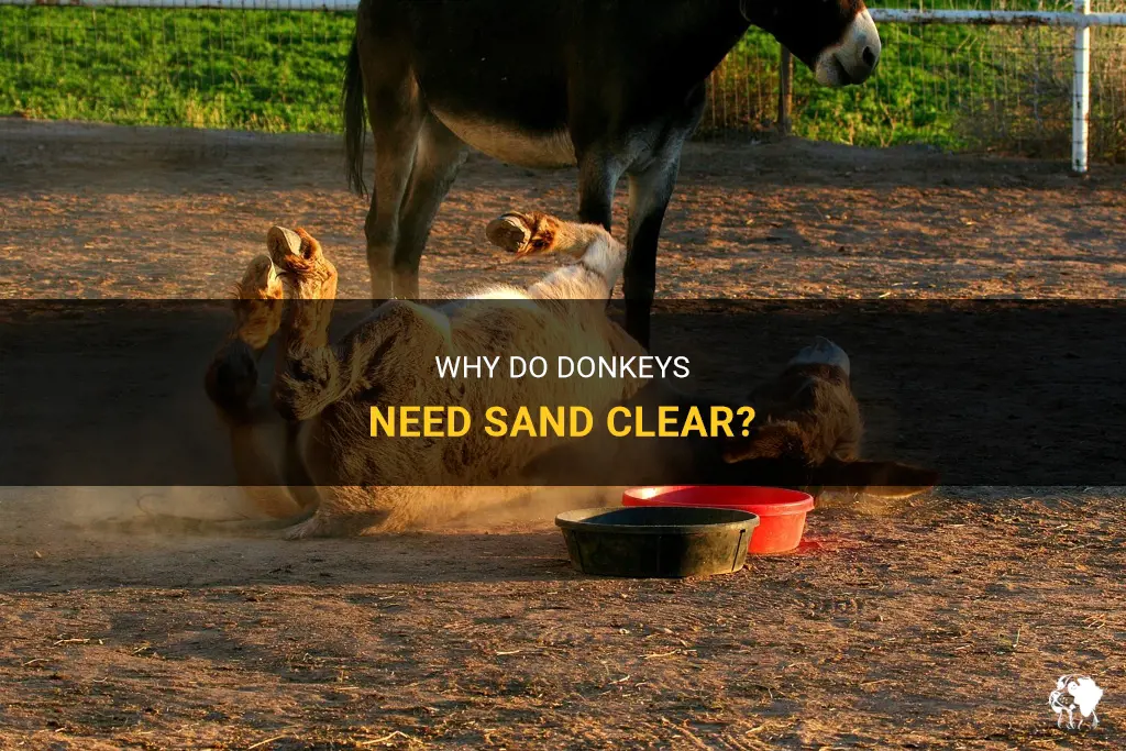 do donkeys need sand clear
