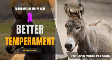 Comparing the Temperament of Donkeys and Mules: Which One is More Favorable?