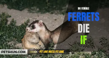 Do Female Ferrets Die If They Don't Mate?