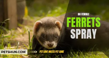 Exploring the Myth: Do Female Ferrets Spray?