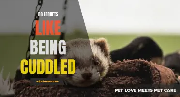 Why Ferrets Love Being Cuddled: The Science Behind Their Affectionate Nature