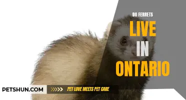 A Guide to Ferrets in Ontario: Habitat, Care, and Ownership