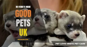 Why Ferrets Make the Perfect Pets in the UK