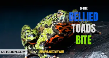 Fire Bellied Toads: Exploring Their Biting Behavior