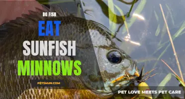 Uncover the Diet of Sunfish: Do Fish Consume Sunfish Minnows?
