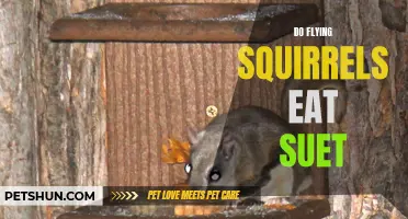 Flying Squirrels: Do They Feast on Suet?