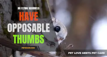 Do Flying Squirrels Possess Opposable Thumbs?