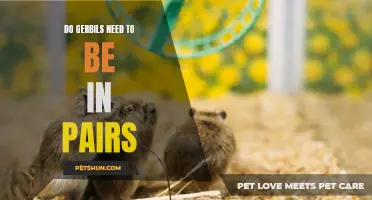 The Importance of Keeping Gerbils in Pairs: Benefits and Considerations