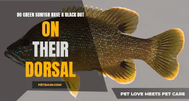 Examining the Presence of a Black Dot on the Dorsal of Green Sunfish