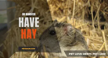 The Importance of Hay in a Hamster's Diet
