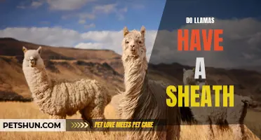 Unlocking the Mystery: Do Llamas Have a Sheath?