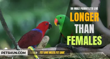 The Lifespan of Male Parrotlets Compared to Females: An Insightful Analysis