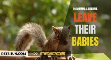 Exploring the Behavior of Mother Squirrels: Do They Ever Leave Their Babies Behind?