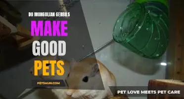 Why Mongolian Gerbils Are Excellent Pet Companions