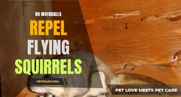 Can Mothballs Really Repel Flying Squirrels?