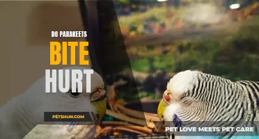 Understanding Parakeet Bites: How Much Do They Hurt?