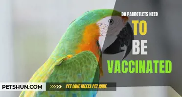 Why Vaccinations Are Important for Parrotlets
