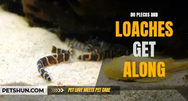 Do Plecos and Loaches Get Along? A Guide to Coexisting Fish Tank Buddies