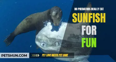 The Truth About Predators and Sunfish: Do They Really Eat for Fun?