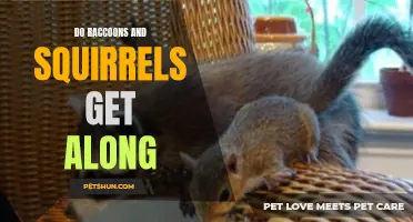 Unlikely Allies: Do Raccoons and Squirrels Get Along?