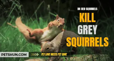 Can Red Squirrels Kill Grey Squirrels?