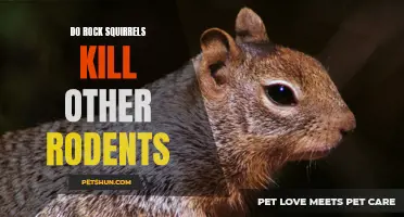 The Predatory Behavior of Rock Squirrels: A Look into their Role as Rodent Killers