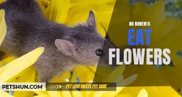 Are Rodents Indulging in the Blooming Delight of Flowers?