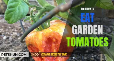 When it comes to garden tomatoes, do rodents have a taste for them?