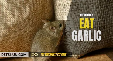 The Role of Garlic in Rodent Diets: Do Rodents Eat Garlic?