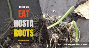 Understanding the Diet of Rodents: Do They Feast on Hosta Roots?