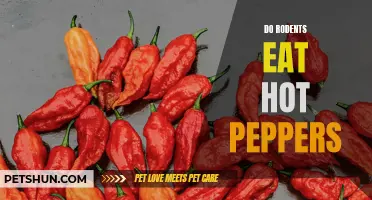 Exploring the Culinary Palate of Rodents: Do Rodents Eat Hot Peppers?