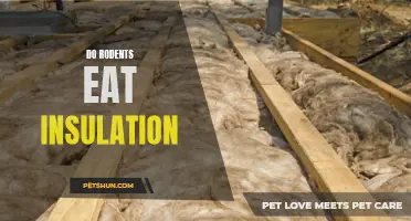 Insulation Digestion: Do Rodents Feast on Insulation?