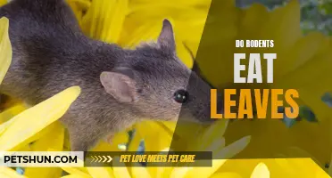 Understanding Why Rodents Eat Leaves: A Comprehensive Guide