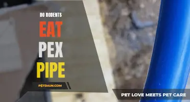 Are Rodents Attracted to PEX Pipes?