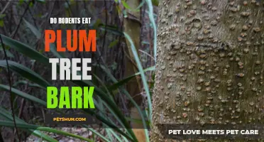 Are Rodents Responsible for Eating Plum Tree Bark?